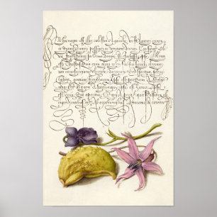 Affiche calligraphie antique vintage illustration botaniqu