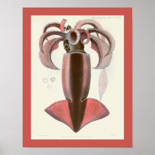 Affiche Calmar pourpre Céphalopod Mer Créatures Art Imprim