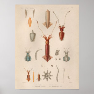 Affiche Calmar Rouge Bleu Vintage Mer Créatures Art Imprim