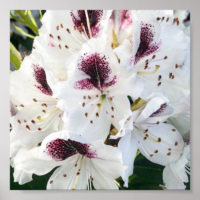 Affiche Calsap Rhododendrons (Devant)