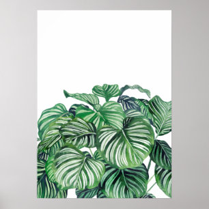 Affiche Calthea Orbifolia