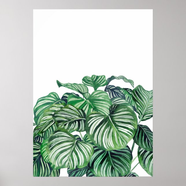 Affiche Calthea Orbifolia (Devant)