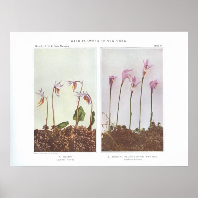 Affiche Calypso - Cythea bulbosa (Devant)