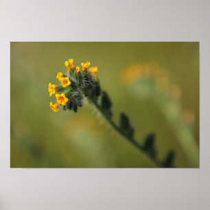 Affiche camarade jaune