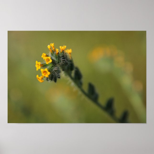 Affiche camarade jaune (Devant)