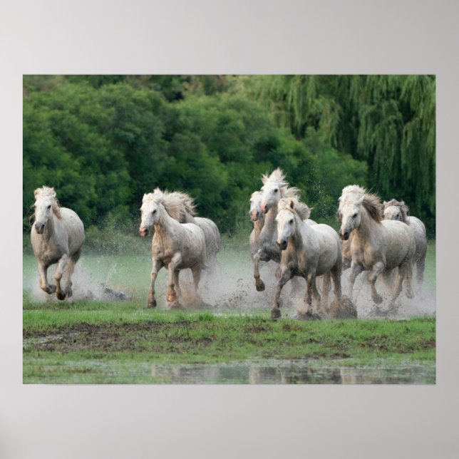 Affiche Camargue Chevaux courant dans l'eau (Devant)