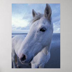 Affiche Camargue Horse