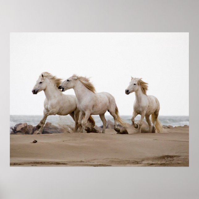 Affiche Camargue Horses courir sur la plage (Devant)