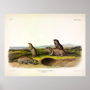 Affiche Camas Rat (Northern Pocket Gopher) par Audubon