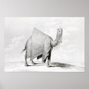 Affiche Camel