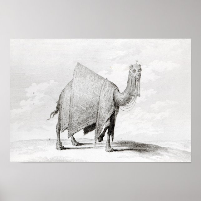 Affiche Camel (Devant)