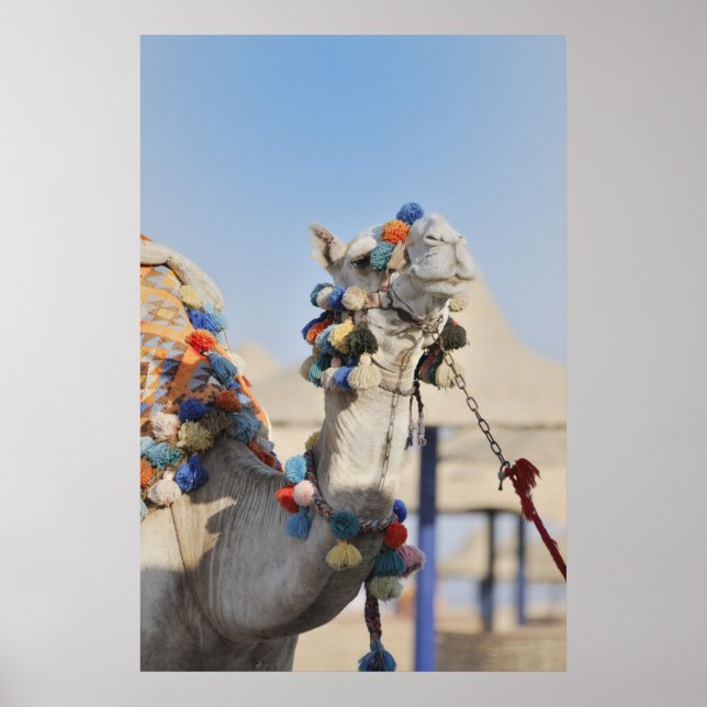 Affiche Camel (Devant)