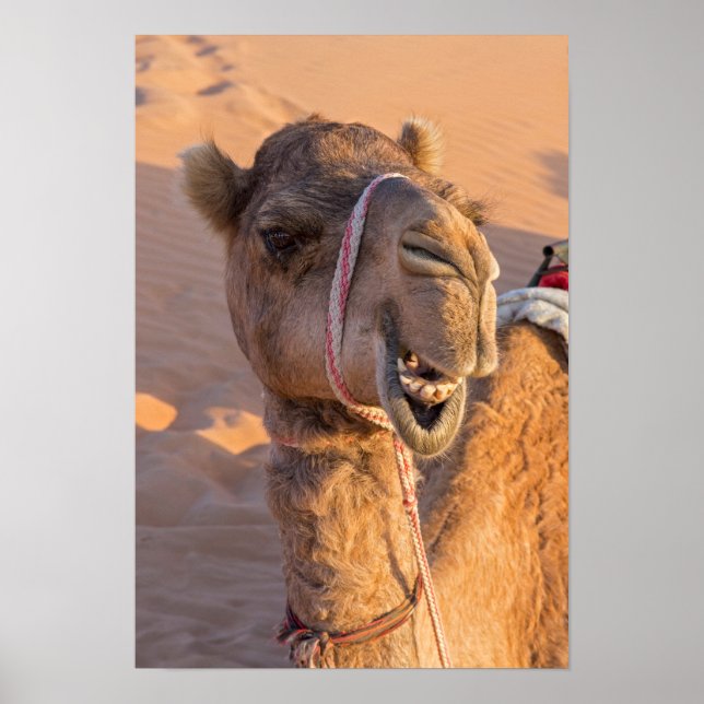 Affiche Camel amusant (Devant)