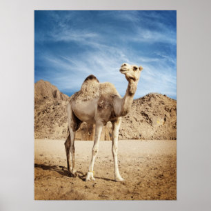 Affiche Camel dans le désert