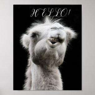 AFFICHE CAMEL HELLO