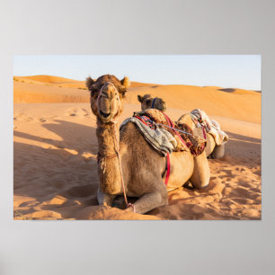 Affiche Camel in Oman desert