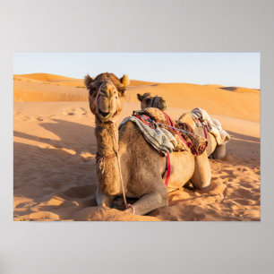 Affiche Camel in Oman desert