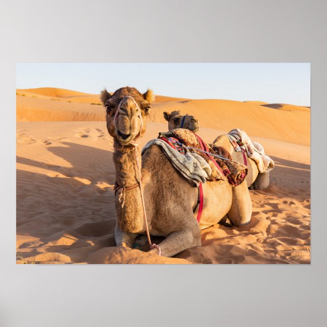 Affiche Camel in Oman desert (Devant)