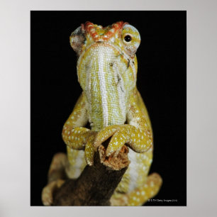 Affiche Caméléon à bijoux ou caméléon de Campan