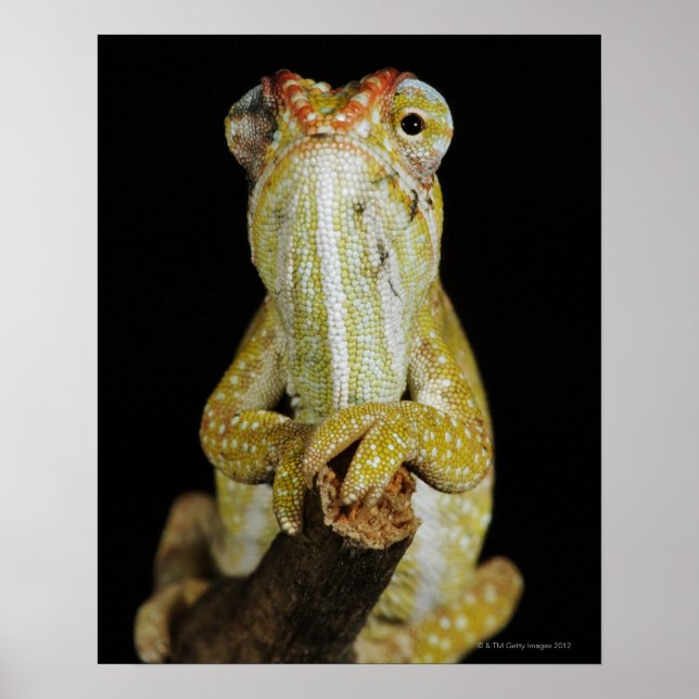 Affiche Caméléon à bijoux ou caméléon de Campan (Devant)