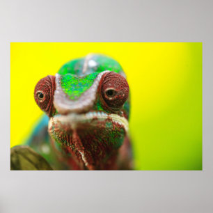 Affiche Caméléon panthère, Madagascar