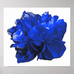 Affiche Camelia Pop Blue