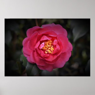 Affiche Camellia,