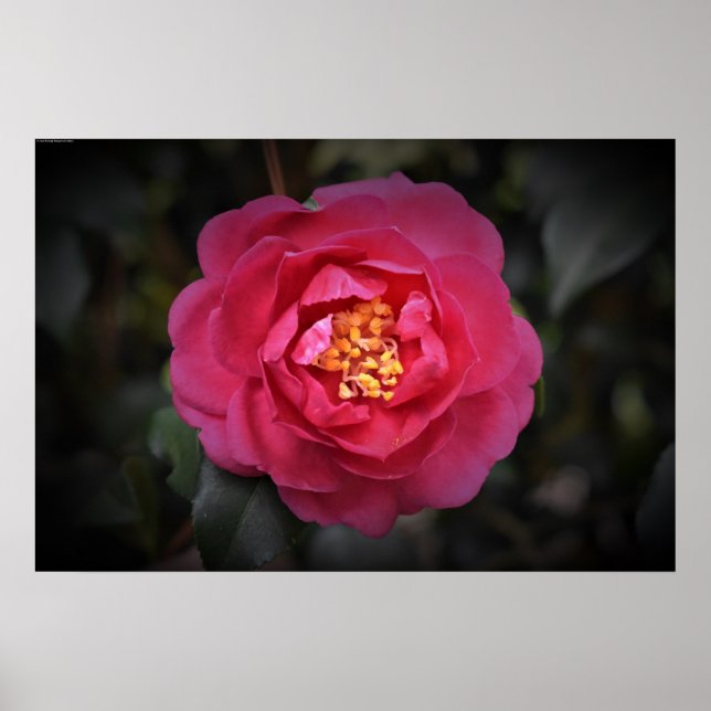 Affiche Camellia, (Devant)