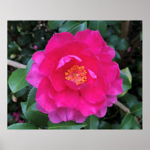 Affiche Camellia,