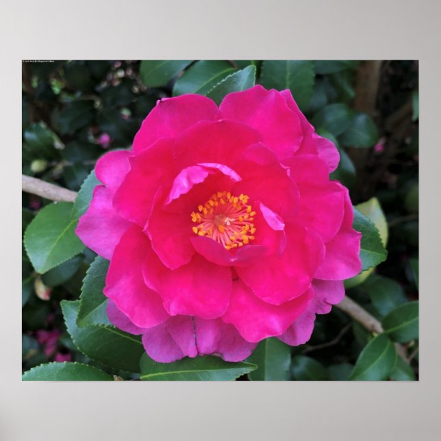 Affiche Camellia, (Devant)