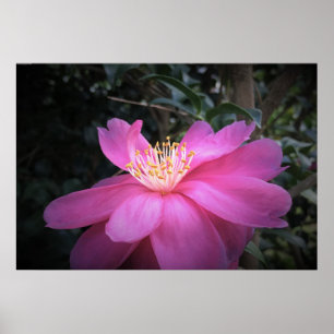 Affiche Camellia,