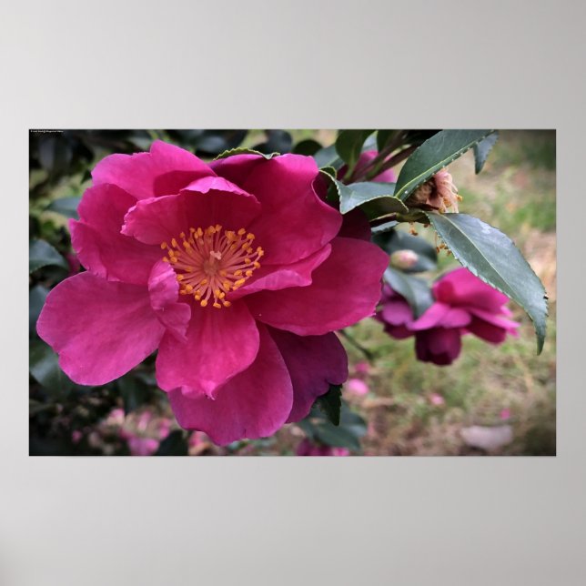Affiche Camellia, (Devant)