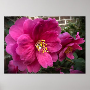 Affiche Camellia,