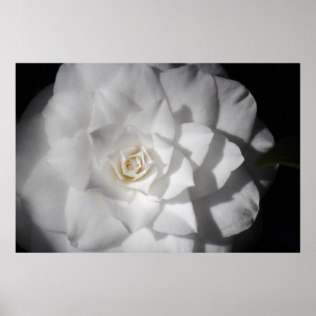 Affiche Camellia blanche (Devant)