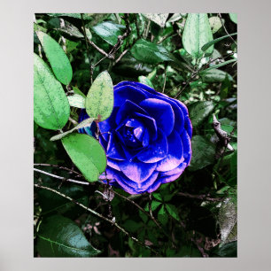 Affiche Camellia bleue 401