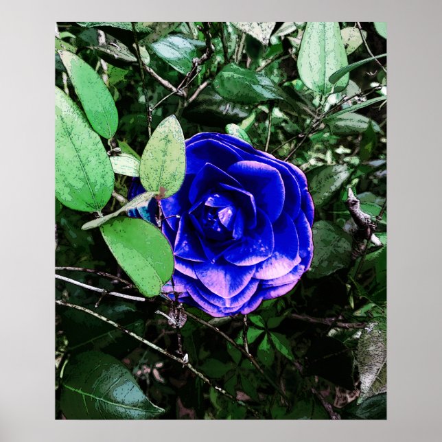 Affiche Camellia bleue 401 (Devant)
