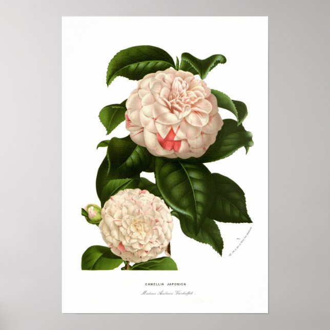 Affiche Camellia japonaise (Devant)