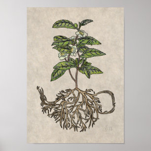 Affiche Camellia sinensis - plante à thé