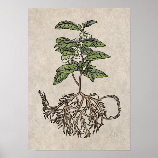 Affiche Camellia sinensis - plante à thé (Devant)