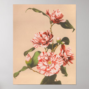 Affiche Camellias rayées par Ogawa Kazumasa (1887-1897)
