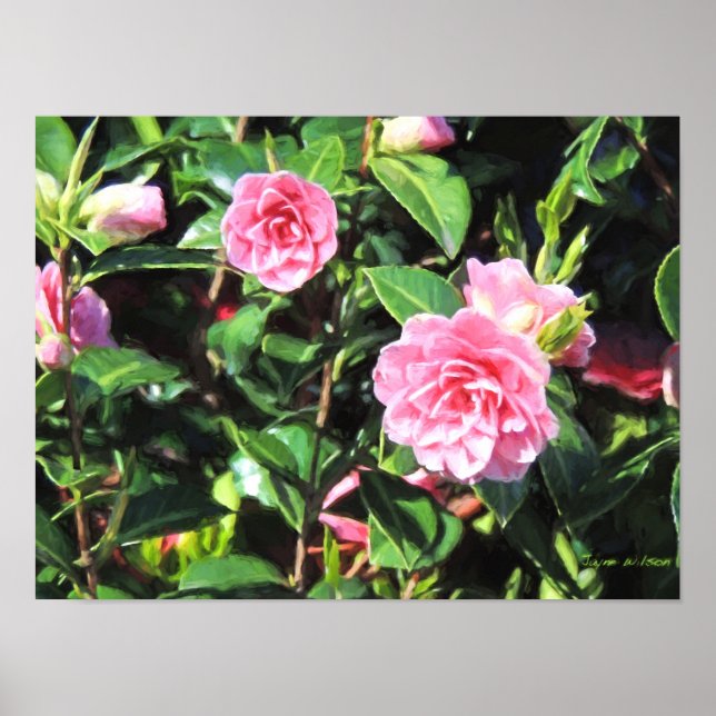 Affiche Camellias rose Peinture numérique Mur Art (Devant)