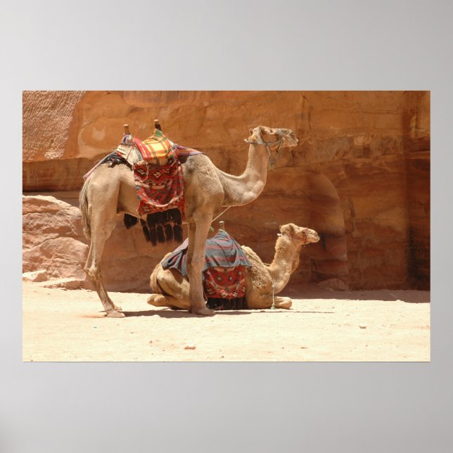 Affiche Camels à Petra (Devant)