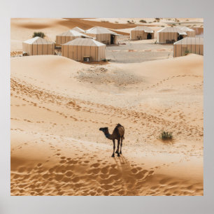 Affiche Camels Glamping : Marocain Desert Luxe