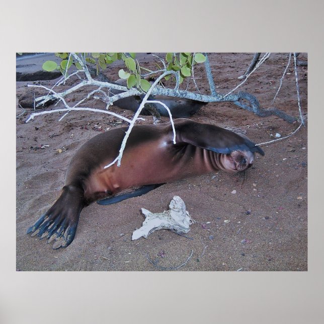 Affiche Caméra Shy (Devant)
