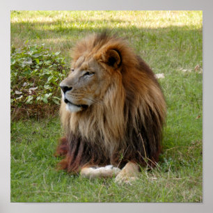 Affiche Cameron 3 11x11