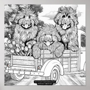 Affiche Camion de ferme chiots Terre-Neuve avec tulipes