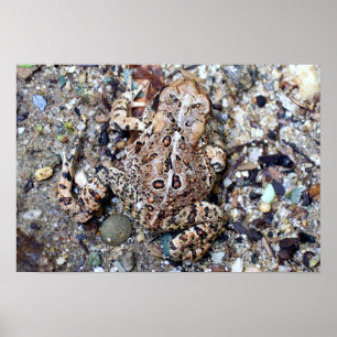 Affiche Camoflouge Toad