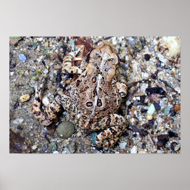 Affiche Camoflouge Toad (Devant)