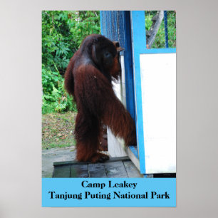 Affiche Camp Leakey Tanjung mettant le parc national