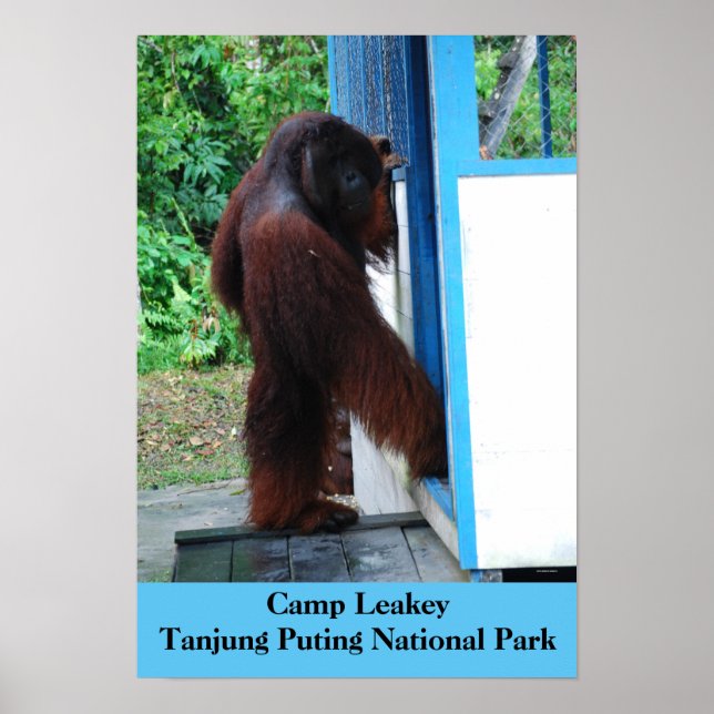 Affiche Camp Leakey Tanjung Putting Parc National Borneo (Devant)